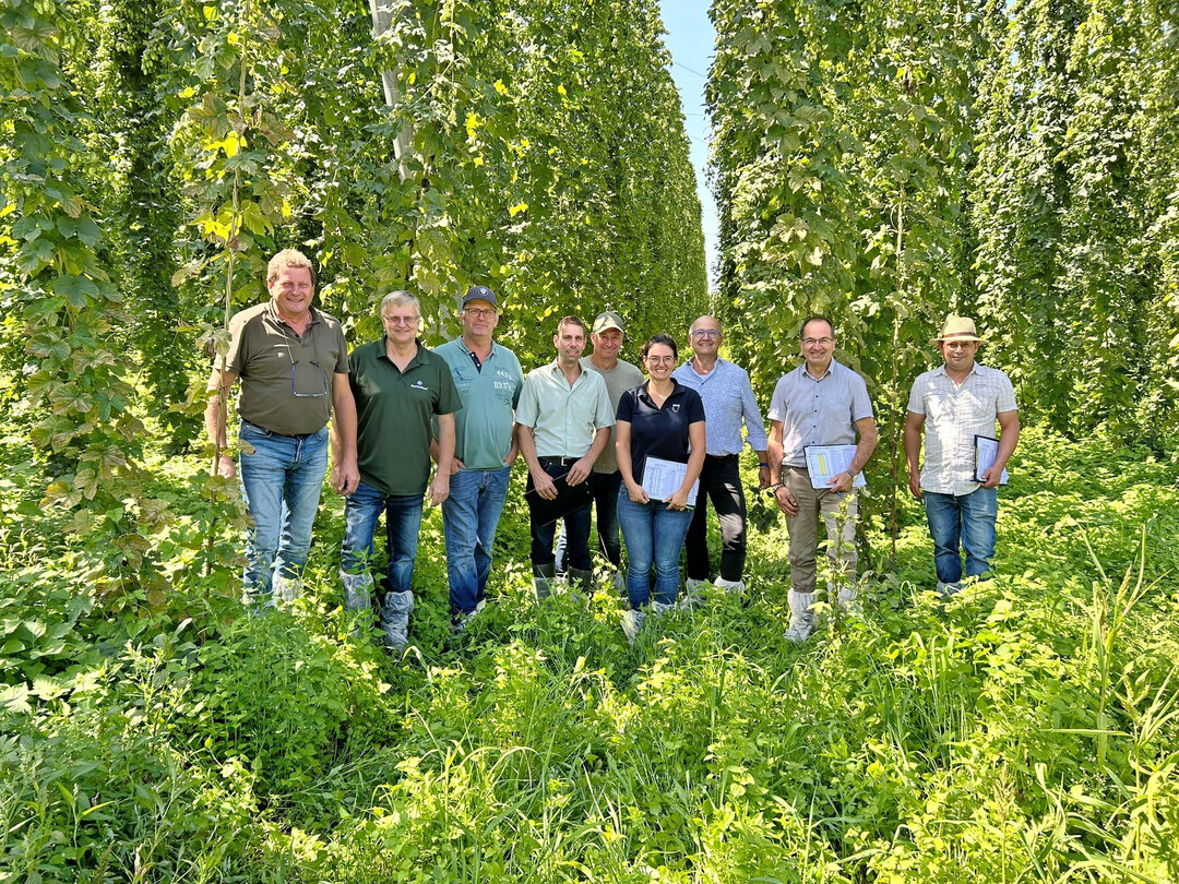 Mit einer leicht unterdurchschnittlichen Hopfenernte fr das Tettnanger Anbaugebiet rechnet die Schtzkommission mit (v. l.) Johann Braun (Vetreter des Hopfenhandels Firma BarthHaas), Elmar Marschall (Vetreter des Hopfenhandels Firma BarthHaas), Wolfgang Ruther (Vorsitzender Hopfenpflanzerverband Tettnang), Florian Fritsch (Vertreter des Hopfenhandels Firma Hopsteiner), Bernhard Bentele (2. Stellvertretender Vorsitzender Hopfenpflanzerverband Tettnang), Teresa Locher (Geschftsfhrerin Hopfenpflanzerverband Tettnang), Andreas Schwarz (Vertreter Baden-Wrttembergischer Brauerbund), Walter Knig (Geschftsfhrer Bayerischer Brauerbund) und Gabriel Bader ( Landwirtschaftsamt Friedrichshafen).