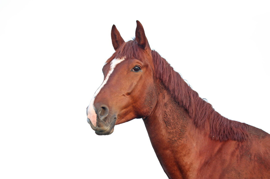 Pferd. 