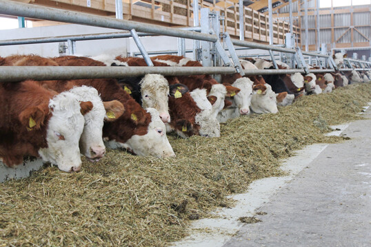 Weniger Rindfleisch: Mit einem Rückgang von 7,2 Prozent ist die Produktion von Rindfleisch in der ersten Hälfte dieses Jahres in Deutschland sehr stark gesunken.