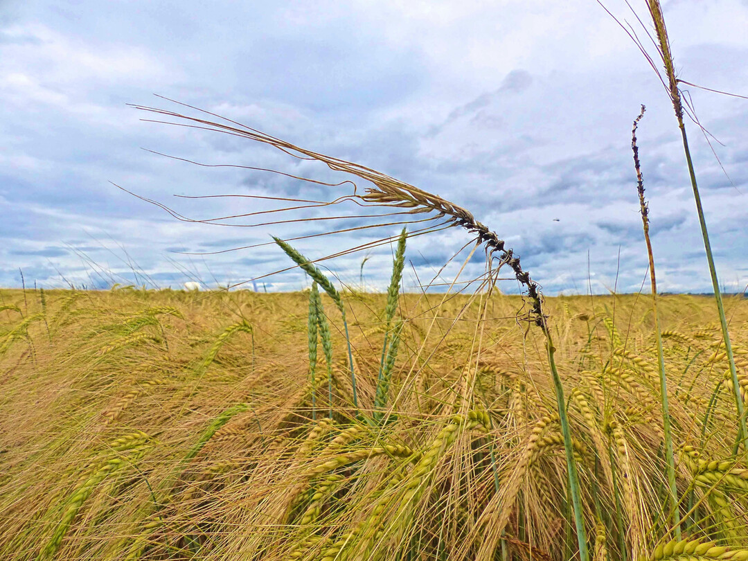 Flugbrand an Gerste kann durch befallenes Saatgut verursacht werden oder durch Sporenflug von befallenen Nachbarflchen. Die bertragung durch Saatgut kann durch eine chemische Beizung verhindert werden. Im kologischen Landbau knnen z. B. durch eine Heiwasserbehandlung ebenfalls hohe Wirkungsgrade und eine deutliche Befallsminderung erreicht werden.
