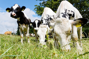 Wissenslcken bremsen Fortschritte beim Tierschutz in der Europischen Union. Nach Ansicht von Forscherinnen der Universitt Hohenheim bieten die laufenden EU-Reformen groe Chancen fr die gezielte Frderung von Betrieben, aber dafr mssen Tierwohl-Daten systematisch mit der Landwirtschafts-, Handels- und Ernhrungspolitik verknpft werden.