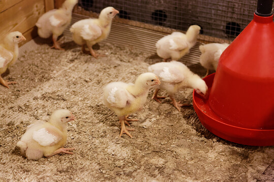 Den Kken schmeckt es: Im Projekt ProGrn der Universitt Hohenheim untersuchen Forschende, wie aus Grnlandschnitt nicht nur hochwertiges Protein fr die Ftterung von Geflgel und Schweinen gewonnen werden kann, sondern auch noch eine Reihe weiterer hochwertiger Materialien.