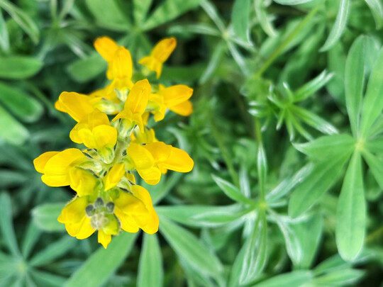 Gelbe Lupine in einer Begrnungsmischung.