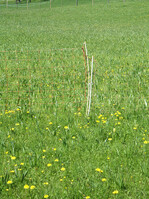 Stark mit Herbstzeitlose durchsetzte Fläche im Frühjahr, wobei zu dieser Zeit nur die Blätter und die Fruchtkapseln auftauchen.