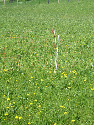 Stark mit Herbstzeitlose durchsetzte Fläche im Frühjahr, wobei zu dieser Zeit nur die Blätter und die Fruchtkapseln auftauchen.