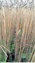 Bodenbürtiger Pilz: Mit Zwergsteinbrand befallener Dinkel.