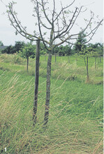 Ohne Baumscheibe konkurriert der junge Baum mit dem Unterwuchs um Wasser und Nährstoffe.