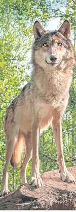 Noch ist der Wolf nicht da. Angst verbreitet das Raubtier jedoch schon jetzt.