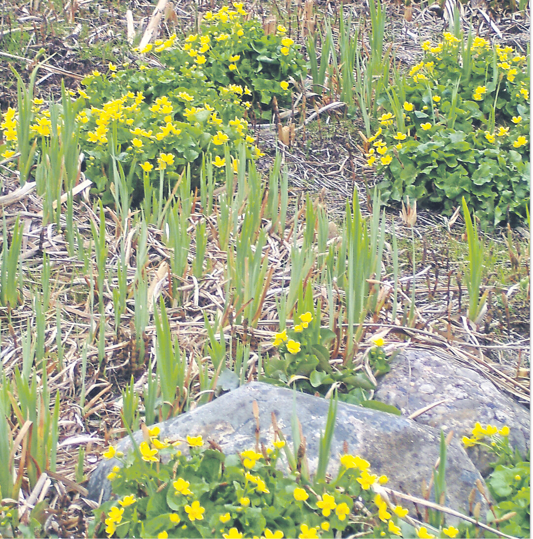 Die Sumpfdotterblume wächst in Sumpfwiesen, an Quellen, Bächen und Gräben. Sie ist außerdem in Bruch- und Auenwäldern zu finden. Aber sie blüht jetzt auch in einem Hochbeet in Fellbach, vor der Schwabenlandhalle. Schachtelhalme und Schwertlilien sind hier ihre Begleiter.