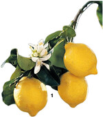 Leckere Früchte: Zitronen spiegeln in besonderer Weise den Traum nach Sommer, Sonne und Süden wider und locken mit duftenden Blüten und saftigen Früchten.