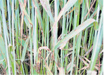 Rhynchosporium-Blattflecken in Gerste wurden durch den milden Winter gefördert.