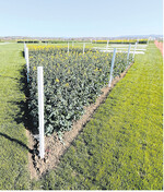 Die Demonstrationsflächen auf dem DLG-Feldtagsgelände nehmen Gestalt an.