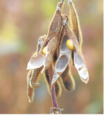 Trotz historisch hoher Vorräte sind Sojabohnen nicht frei von Preisschwankungen. Jüngst mit positiven Folgen für den Raps.