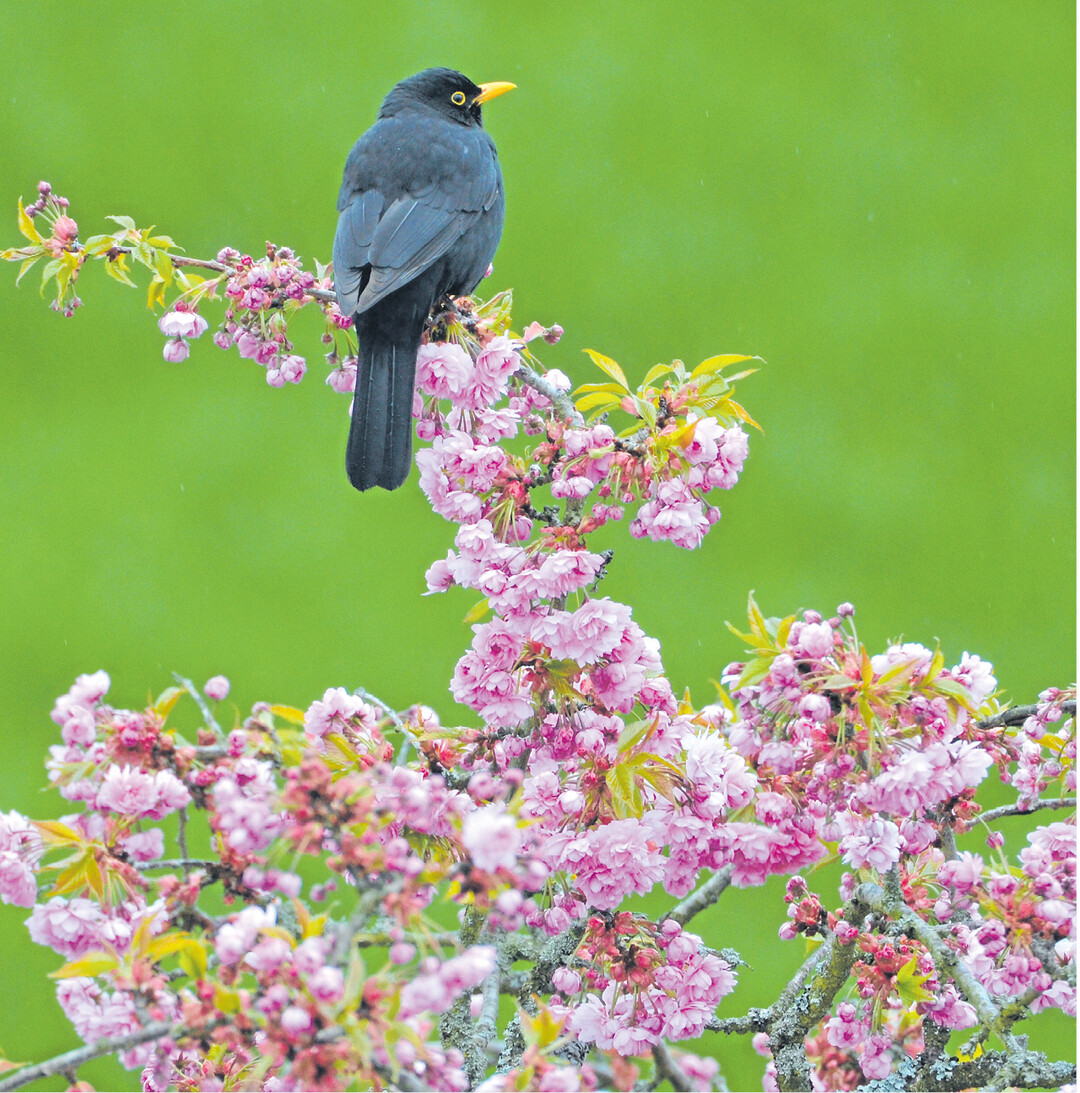 bild der woche Dieses Amselmännchen ruht sich, womöglich nach seinem Reviergesang, auf der schön blühenden Zierkirsche aus. Auch Schwarzdrossel genannt, macht es seiner Gattung wirklich Ehre. In der Brutsaison geben Amseln während der Morgendämmerung für 20 bis 30 Minuten ein nahezu ununterbrochenes Konzert.