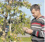Daniel Strohmaier prüft die Blüten seiner Pinova-Anlage mit einem mehr als ernüchternden Ergebnis: Fast alle Blüten sind erfroren, selbst die Nachblüher werden wohl kaum Äpfel in Tafelqualität bringen.