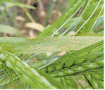 Zwergrost an Gerste.