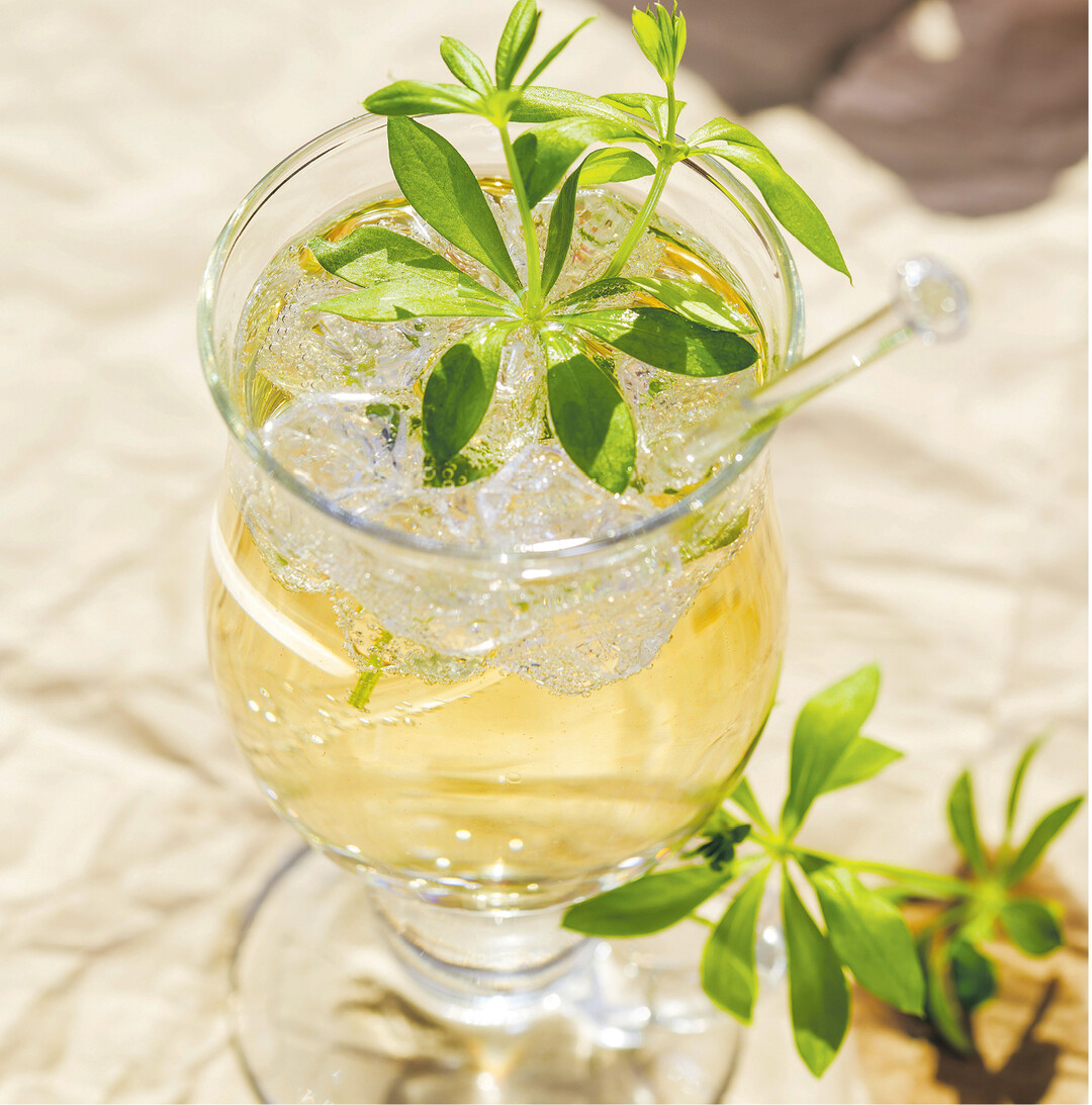 Eine Maibowle darf am 1. Mai nicht fehlen. Dazu werden klassischerweise trockener Weißwein, (halbtrockener) Sekt und ein Bund Waldmeister benötigt. Die Stängel sollten vorher mehrere Stunden anwelken, damit der Waldmeister sein Aroma – das Cumarin – voll entfaltet. Er wird "kopfüber" in den Wein gehängt, sodass die Stiele draußen bleiben. So wird die Bowle nicht bitter. Nach 30 Minuten sollten die Stängel wieder entfernt werden. Mit Sekt auffüllen und nach Geschmack Zitronenscheiben in die Bowle geben.