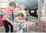 Kinder spielen mit Ferkeln auf dem Mannheimer Maimarkt: Die kleine Schweineschule und der Streichelzoo sind sehr beliebt.