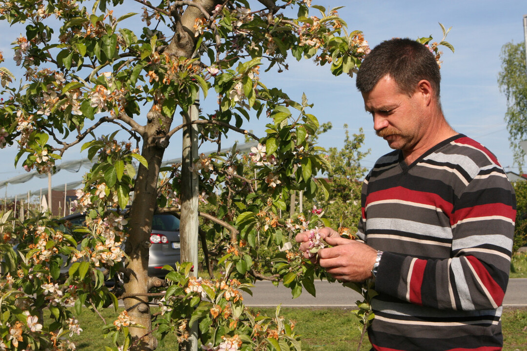 Daniel Strohmaier prüft die Blüten seiner Pinova-Anlage mit einem mehr als ernüchternden Ergebnis: Fast alle Blüten sind erfroren, selbst die Nachblüher werden wohl kaum Äpfel in Tafelqualität bringen.