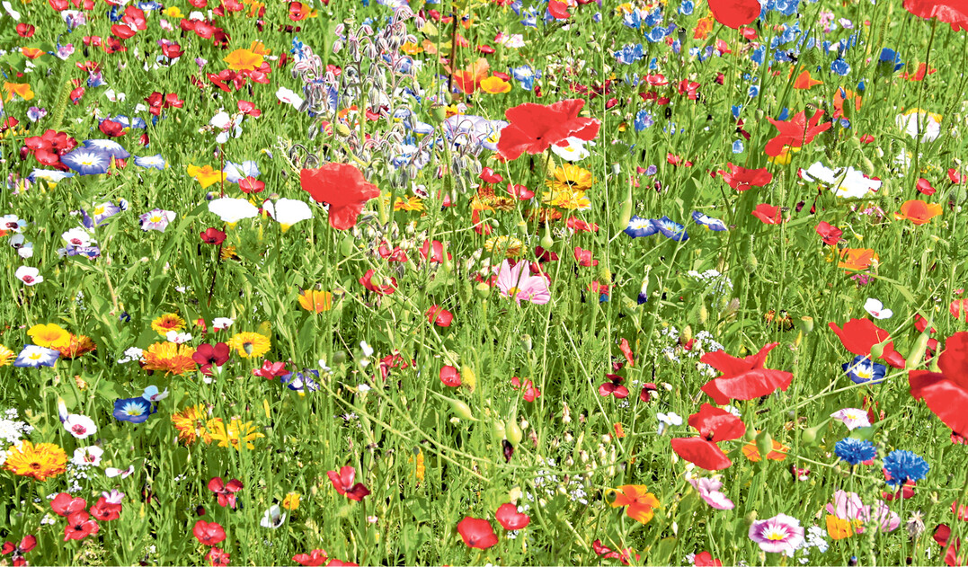 Leuchtender Roter Mohn findet sich häufig in einjährigen Blumenwiesenmischungen.