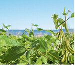 Damit Sojapflanzen gut gedeihen, sollte man auf ein feinkrümeliges und gut rückverfestigtes Saatbett achten.