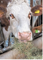 Kühe profitieren von Heurationen. Das Trockengrün stabilisiert den Stoffwechsel der Wiederkäuer.
