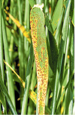 Ramularia verursachte an Gerste im vergangenen Jahr die größten Schäden.