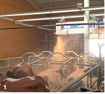 Eine Möglichkeit des automatischen Einstreuens: Das Material wird über Schienen transportiert und an der gewünschten Stelle im Stall abgeworfen.