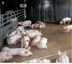 Funktionsbereiche müssen für die Schweine offensichtlich sein. Fehlt ein struktureller Aufbau, sind die Probleme vorprogrammiert.