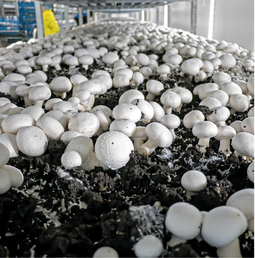 Rund 100 Pilzanbauer sind im Bund Deutscher Champignon- und Kulturpilzanbauer e. V. organisiert. Sie erzeugten 2019 rund 76.000 Tonnen Pilze, im Vergleich zu den Niederlanden mit rund 240.000 und Polen mit 260.000 Tonnen. Zeigen sich nach der Impfung des Nährsubstrats die ersten kleinen Köpfchen, dann geht das Wachstum rasant weiter. Alle zwei Tage kann geerntet werden.