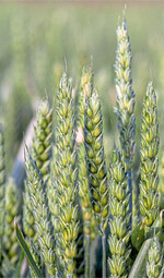 Die Abschlussdüngung ist entscheidend für Ertrag und Qualität des Weizens.