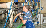 Die Kühe in Baden-Württemberg geben im Verlauf ihres längeren Lebens auch mehr Milch. Das zeigen die MLP-Auswertungen aus dem Jahr 2020.
