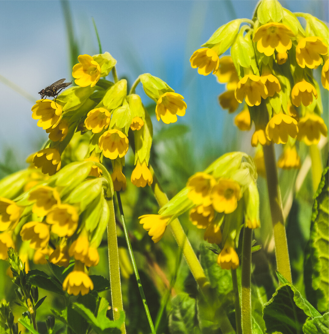 Die Frühlings- oder Wiesenschlüsselblume (Primula veris) erfreut jetzt mit ihren dottergelben, fein duftenden Kelchblüten. Sie zählt zu den Arzneipflanzen. Wurzeln oder Blüten werden traditionell als Teeaufguss bei Bronchitis, Husten, Erkältungen und Nasenkatarrh eingesetzt. Die in ihnen enthaltenen Wirkstoffe, die Saponine, lösen Schleim in den Bronchien und wirken dadurch hustenstillend.
