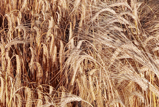 Wintergerste wird im kologischen Landbau berwiegend als Futtergetreide angebaut.