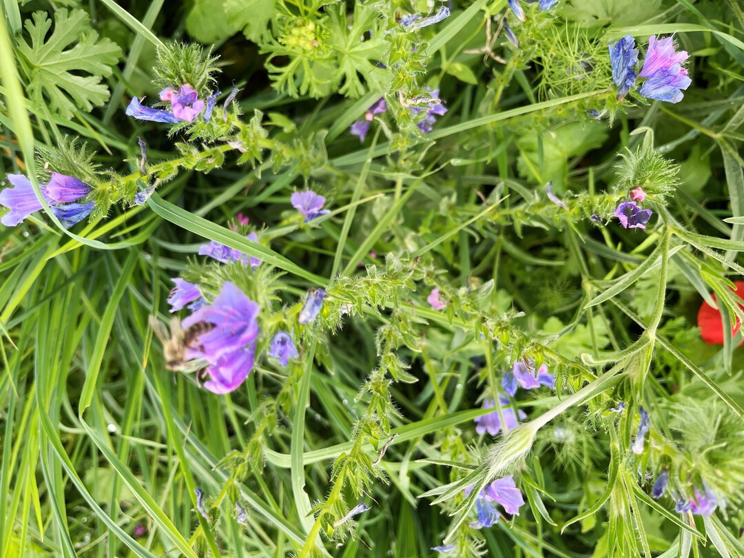 Blhstreifen locken Insekten an: Die Studie Zwischen Risiko und Verantwortung: Eine Marktstudie zur Bercksichtigung von Biodiversitt im Agrarbanking prsentiert auch Best-Practice-Beispiele, wie Biodiversitt gefrdert und biodiversittsbezogene Risiken fr landwirtschaftliche Betriebe reduziert werden knnen. 