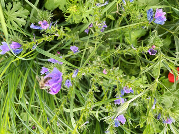 Blhstreifen locken Insekten an: Die Studie Zwischen Risiko und Verantwortung: Eine Marktstudie zur Bercksichtigung von Biodiversitt im Agrarbanking prsentiert auch Best-Practice-Beispiele, wie Biodiversitt gefrdert und biodiversittsbezogene Risiken fr landwirtschaftliche Betriebe reduziert werden knnen. 