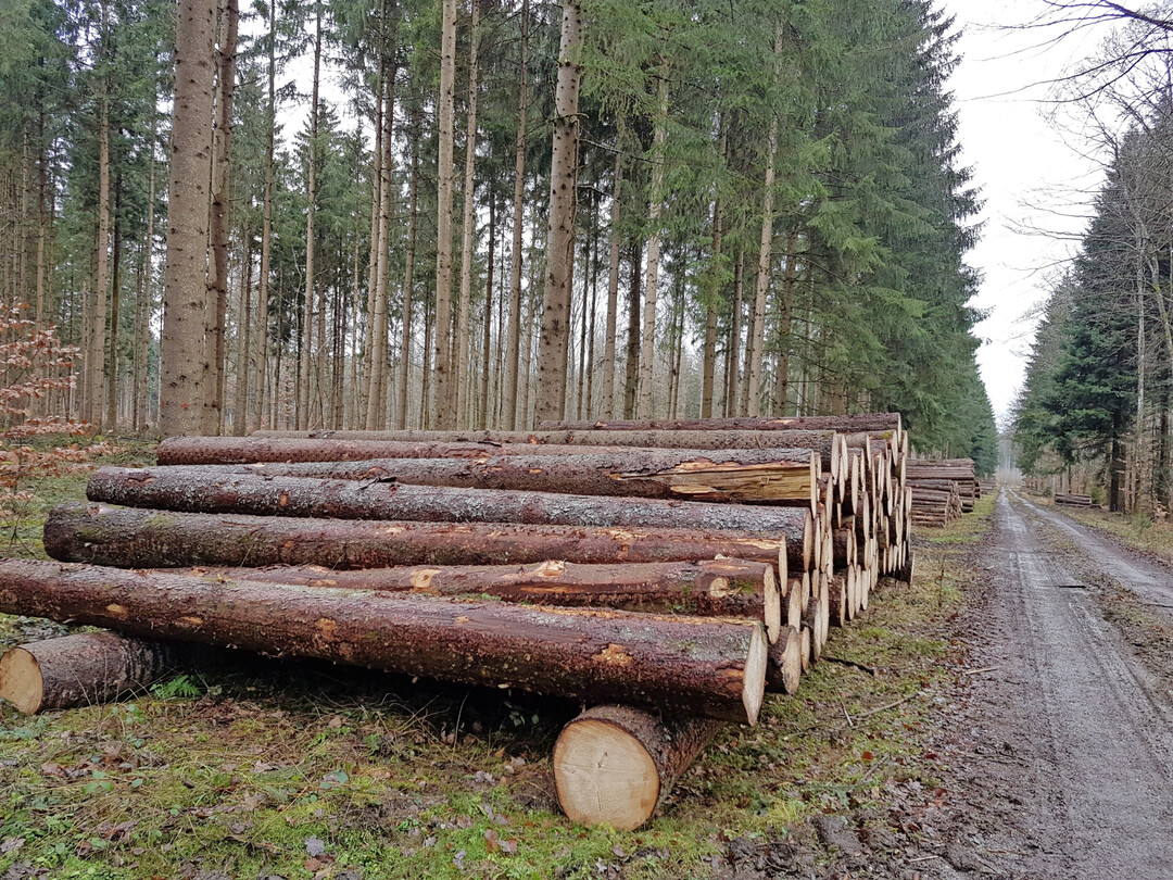 Die aktuelle Marktlage im Nadel-Stammholz bietet ideale Voraussetzungen fr einen frhzeitigen Einschlag von Frischholz.
