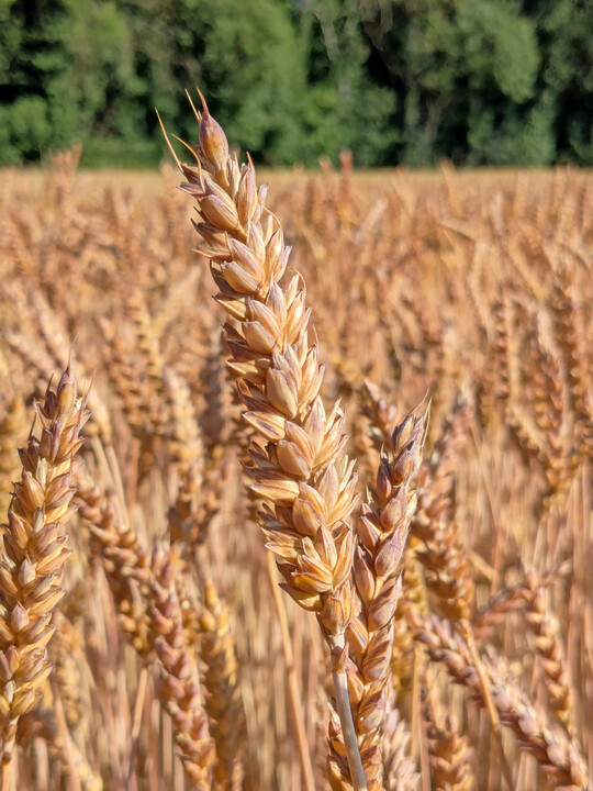 Winterweizen aus der Anbausaison 2025: Im Juli vor Beginn der langen Regenzeit fotografiert, die die Qualitten des Weizens gefhrdete.