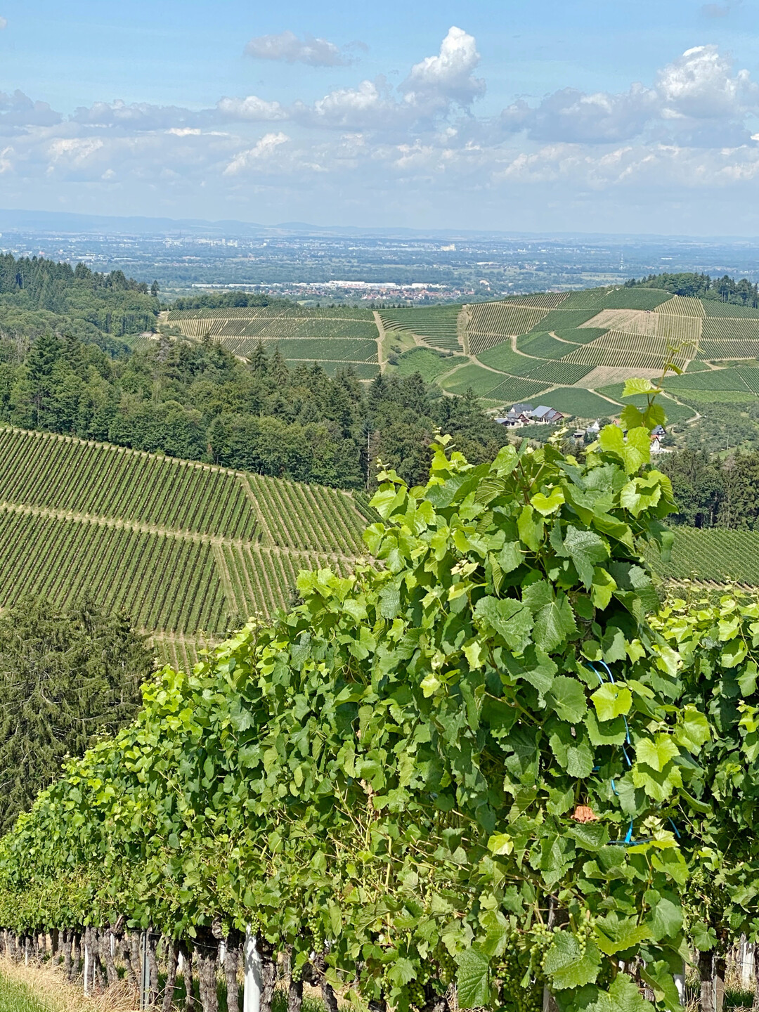 Die Verbnde der Weinwirtschaft fordern eine Strkung der Wettbewerbsfhigkeit der deutschen Weinbranche und haben klare Forderungen an die Politik formuliert. 
