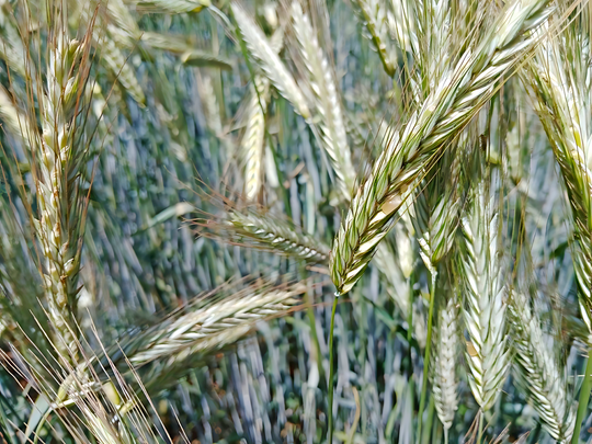 Am Standort Dggingen wurde Honigtau an der Wintertriticale beobachtet.