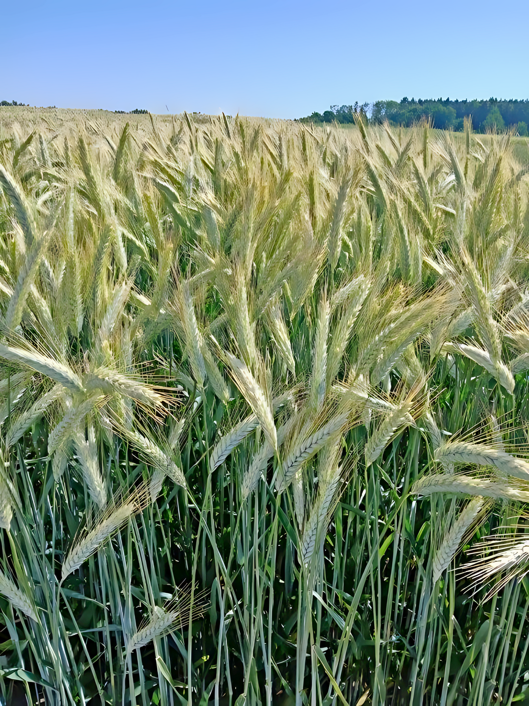 er Flchenumfang der Wintertriticale bleibt mit 21.800 ha in etwa auf dem Stand von 2024 und mit 70 dt/ha sind die Kornertrge berdurchschnittlich gut. 