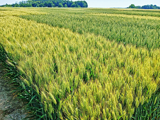 Entgegen dem visuellen Befall sind die bisher gemessenen DON-Werte nicht so dramatisch wie befrchtet. Mit der Hitzewelle im Juni wurde dem Pilz die Feuchtigkeit entzogen, und er konnte sich nicht weiter auf der hre etablieren und Toxine bilden.