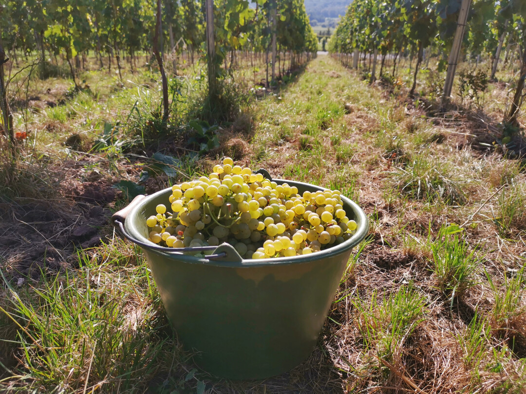 Der Badische Weinbauverband erwartet 2025 einen guten Jahrgang.
