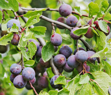 Die kugelrunde Haferpflaume wird traditionell zum Brennen verwendet.