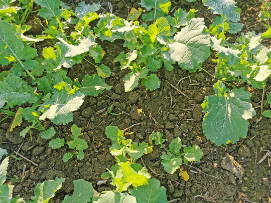 Ungleicher Feldaufgang im Herbst 2024 mglicherweise aufgrund Witterungs- bzw. Bewirtschaftungseinflssen.