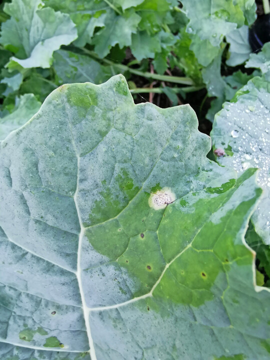 Blattsymptome durch Phoma lingam: Es zeigen sich gelbliche, im Zentrum weigraue Flecken an den Blttern mit Pyknidien (kleine schwarze Punkte).