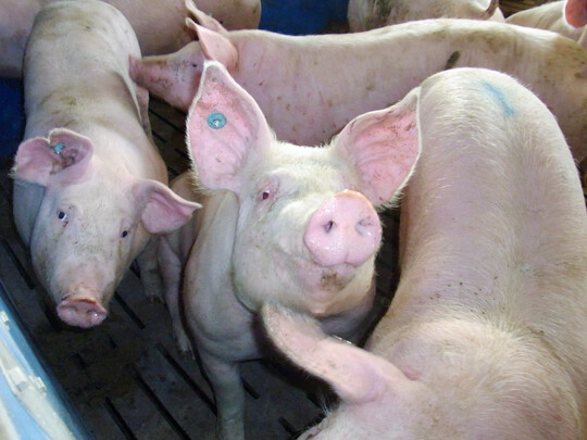 Schweine, Rinder, Hhner und Puten erhalten immer weniger Antibiotika. Das zeigen aktuelle Auswertungen des Bundesinstituts fr Risikobewertung (BfR)und der Qualitt und Sicherheit GmbH (QS). Allerdings unterscheiden sich die erhobenen Verbrauchsmengen.                                              