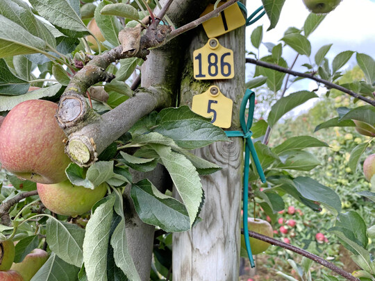 Bevor Apfelsorten einen Namen bekommen, erhalten sie bei der ZIN eine Nummer.