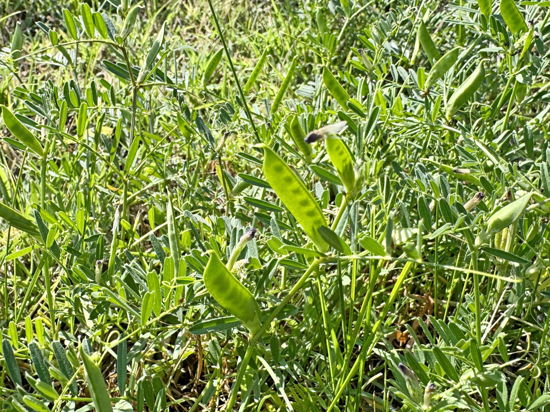 Nahaufnahme von
<i> Vicia sativa</i>
 (gewhnliche Wicke) mit grnen Samenkapseln und schlanken Verbundblttern. Ein Mitglied der Familie der Hlsenfrchte, die oft als Futter oder Deckfrucht auf Wiesen und Feldern angebaut werden.