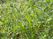 Nahaufnahme von
<i> Vicia sativa</i>
 (gewhnliche Wicke) mit grnen Samenkapseln und schlanken Verbundblttern. Ein Mitglied der Familie der Hlsenfrchte, die oft als Futter oder Deckfrucht auf Wiesen und Feldern angebaut werden.